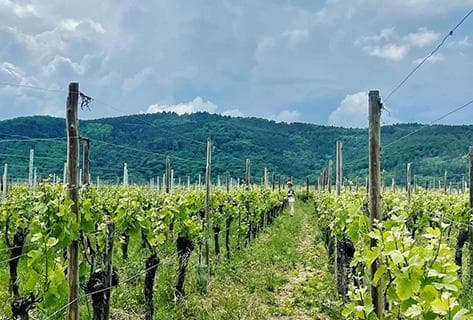 Foto della tenuta - La Grange de l'Oncle Charles
