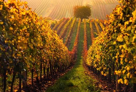 Foto des Partnerweinguts Clos de la Durandière