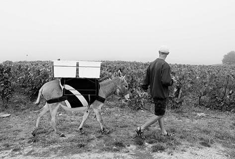 Laroque d'Antan (Domaine) - 2