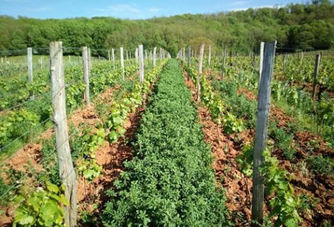 Guillaume Overnoy - 4