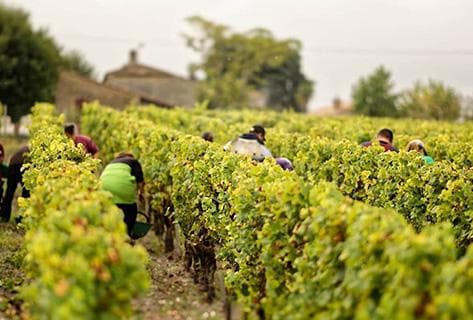 Foto des Partnerweinguts Clos des Lunes