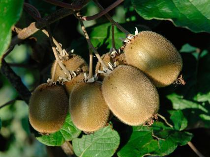 Puygueraud - 3