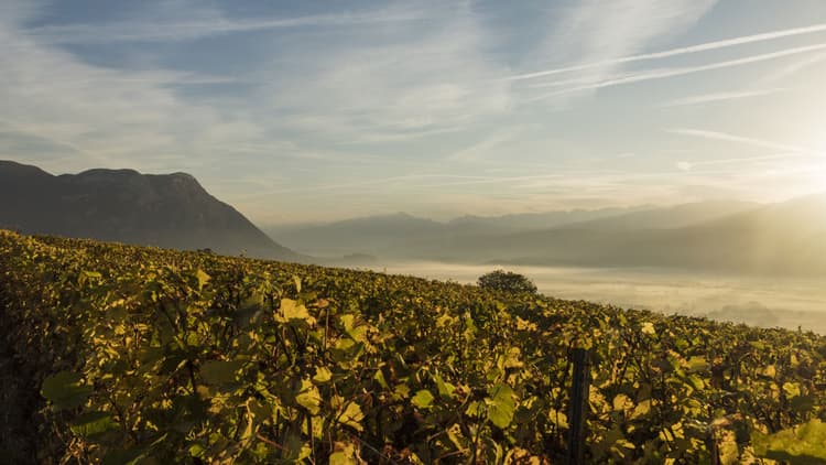 Savoie vineyard