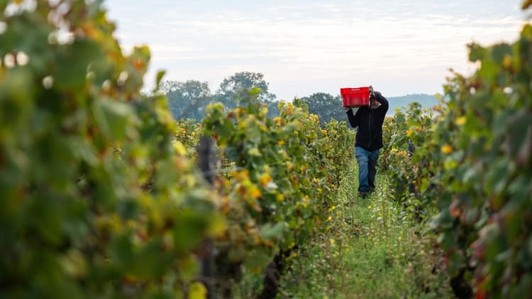 Hopsices des Nuits vines