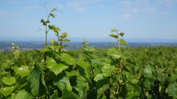 Vines growing in French vineyard