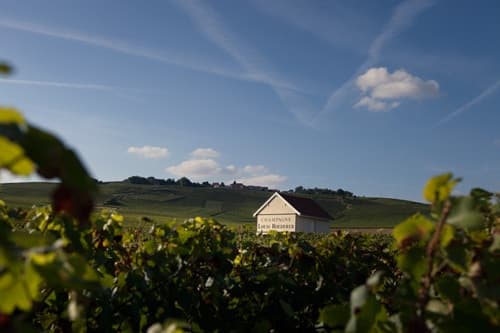 Louis Roederer may extend into Burgundy