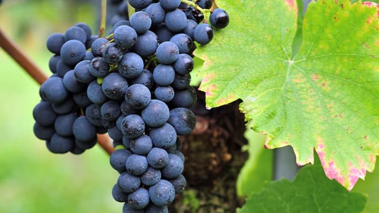 Pinot Noir grapes to illustrate Pinot noir wines from around the world