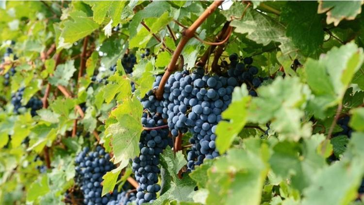 cabernet sauvignon grapes on the vine