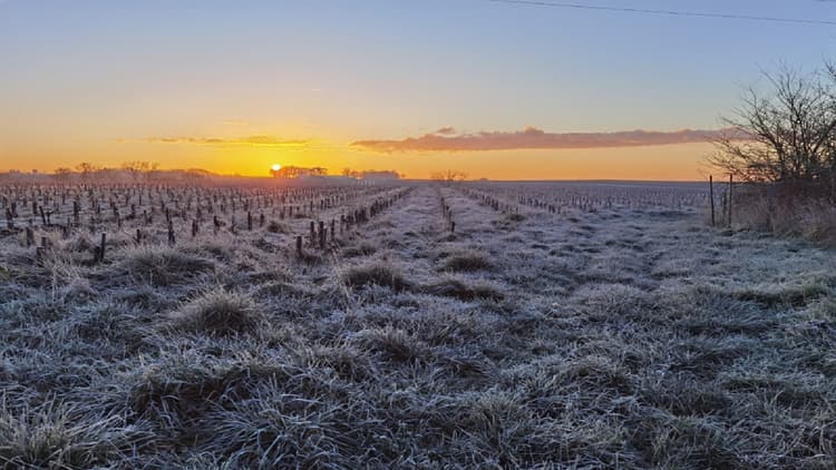 vin chenin bio anjou bonnzeaux