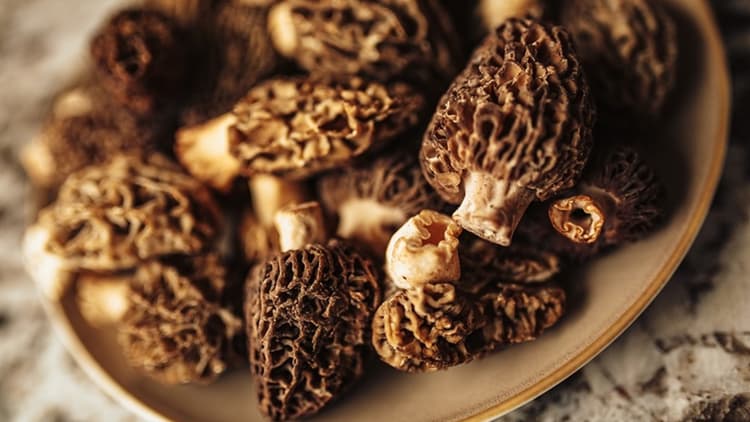 morilles fraichement cueillies