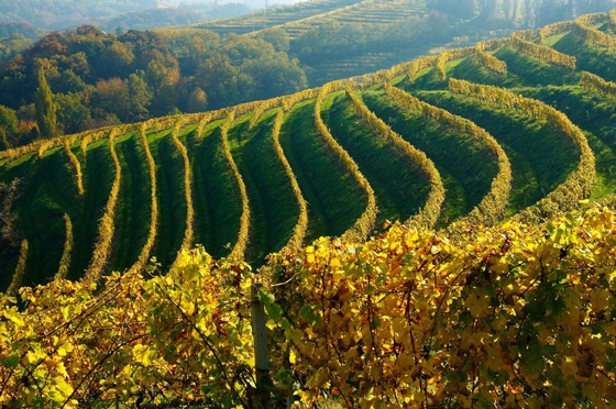 Les grandes régions viticoles