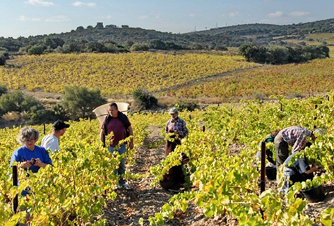 Champ des Soeurs 5508