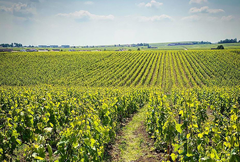 Chartogne-Taillet 2311