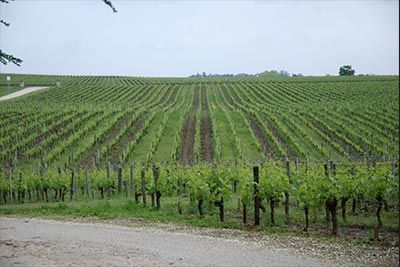 Château Maison Blanche 5125