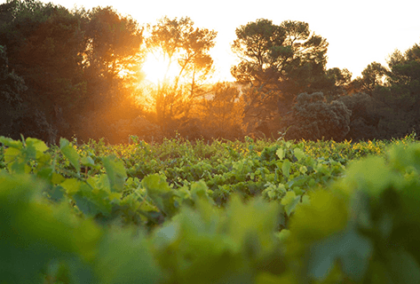 Château Revelette 5708