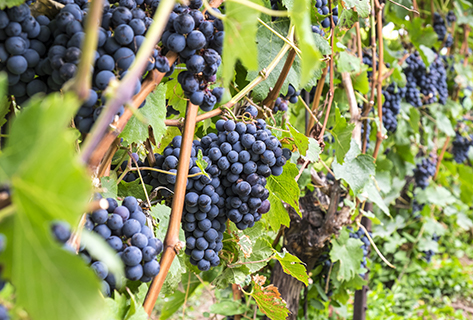 La Porte Saint Jean 6815