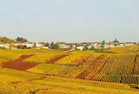 Philippe Lancelot 8118