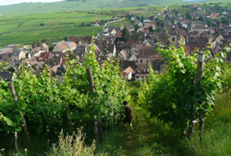 Trapet Alsace-4