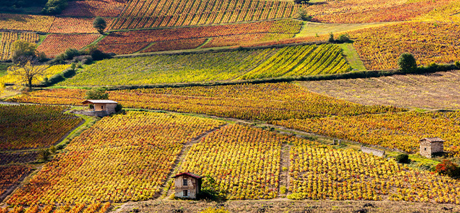 Beaujolais: Easy-drinking and gastronomic wines